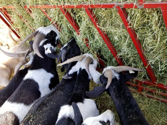 humane-certification